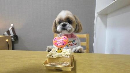 愛犬が誕生日ケーキにダイブ！躍動感あふれる食いしん坊の1枚に10万いいね！「豪快w」「躊躇いがなくて大好き」