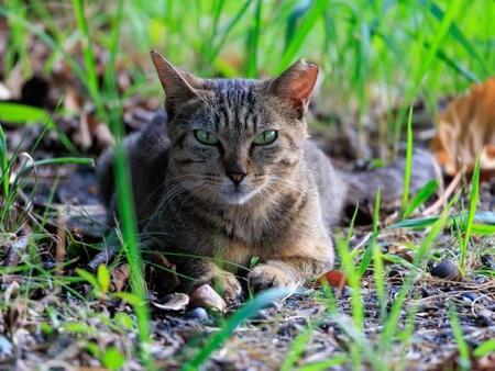 「何百匹もの野良猫を捕獲、大量殺処分」動物愛護団体が沖縄の村と獣医らを刑事告発　村「住民らの苦情や希少なコウモリ捕食被害で野良猫を適正管理」