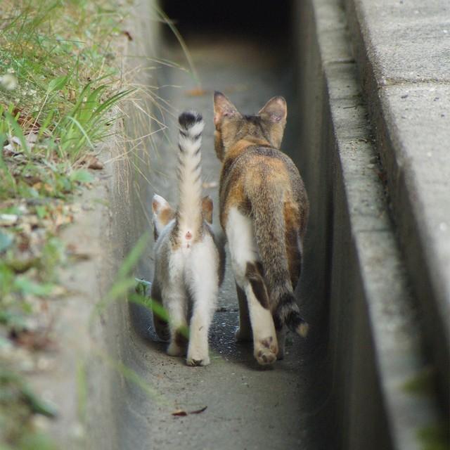 並んで歩み去る背中（画像提供：丹下左膳さん ※画像を一部トリミング）