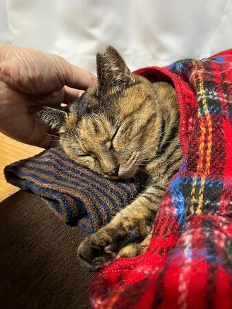 2年越しの決断…愛猫の面影を宿す野良猫を家族に迎えて　膝の上で見せた寝顔が紡いだ絆