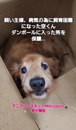 高齢飼い主が入院、飼育放棄された老犬は糞尿まみれ→ほとんど歯が抜けたシニア犬に待っていた新たな出会い