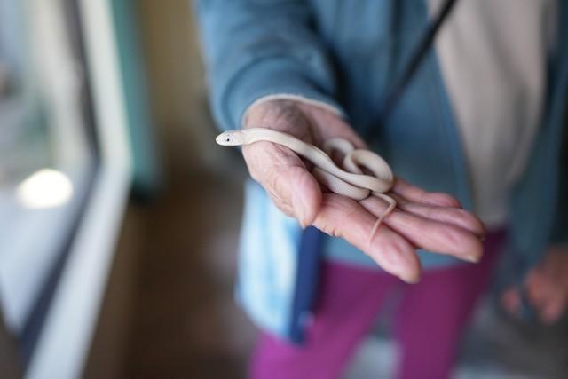 白蛇10匹誕生し、参拝者急増「ご利益あった」2002年から飼育する神社