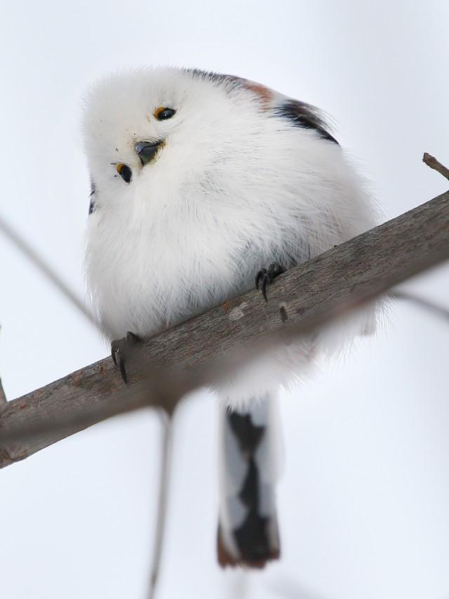首を傾げる様子が可愛すぎるシマエナガ（やなぎさわごうさん提供）