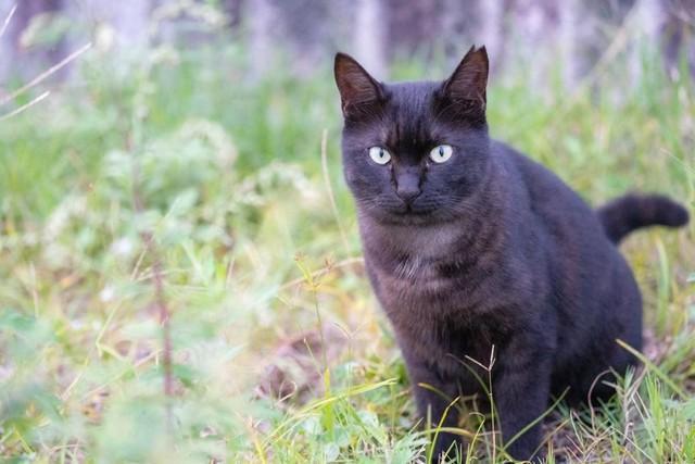 空腹だろうからかわいそう。でも動物が嫌いな人もいます。野良猫へのエサやりは社会問題になっています※画像はイメージです（Haru Works/stock.adobe.com）