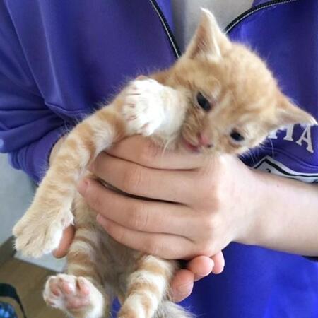 雷雨の夜…泥だらけになって鳴く子猫に「放っておけない！」　体重わずか300グラムの小さな命が家族に笑顔を届けるまで