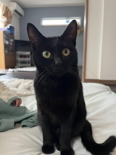 美猫のおはぎちゃん