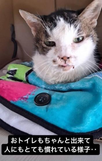 おトイレもできて、人にも慣れているという（「ねこたま庵」さん提供、Instagramよりキャプチャ撮影）
