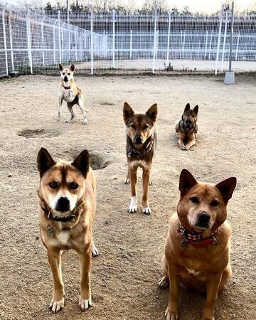 「犬猫たちの笑顔を守りたい！」保護犬・保護猫の譲渡を進める「せとうちドッグパーク」とは？