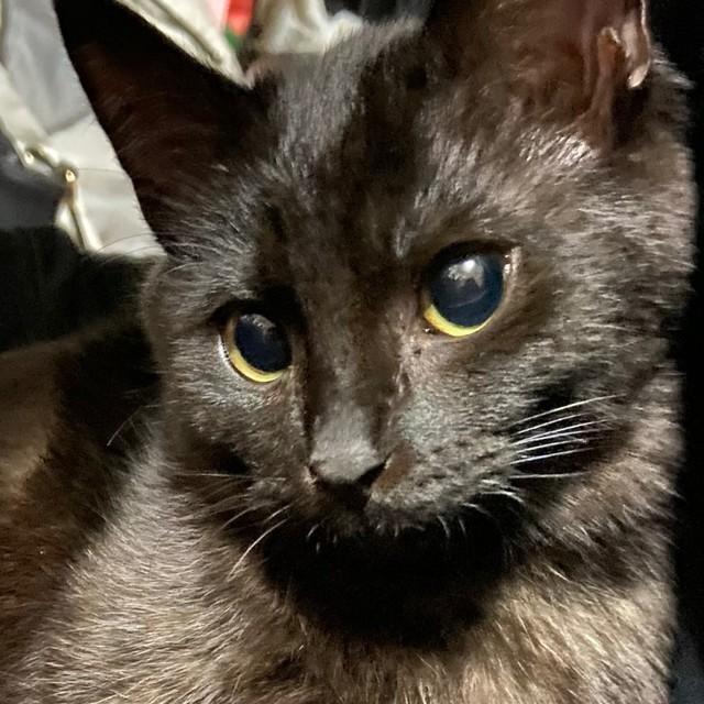 まん丸おめめが美しいるなちゃん（画像提供：るなさん）