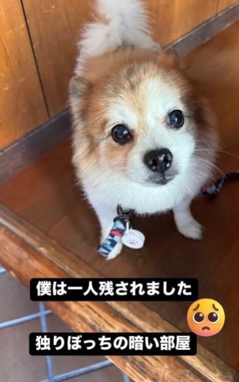 飼い主さんが亡くなり、寄り添っていたというワンちゃん。寒くて暗い部屋で置き去りになっていた…（「レスキュードッグ 春」さん提供、Instagramよりキャプチャ撮影）