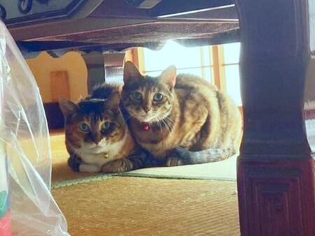 庭に現れた妊娠中の野良猫を見て「放っておけない」→3カ月後、再び現れた親子を保護　迎えた2匹の姉妹猫が紡いだ笑顔の11年