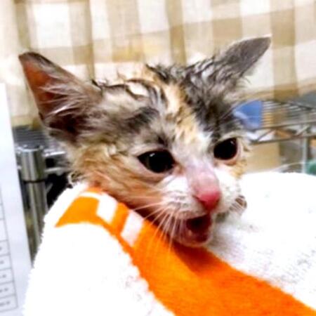 逃げ続けて用水路に落ちた、生後1カ月の臆病な子猫　保護され3年…愛情たっぷり注がれ“ママ大好きっ子”に成長