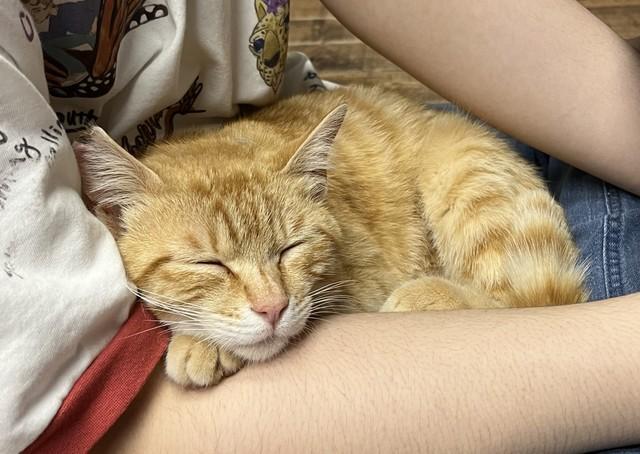 工場敷地内で野良猫が繁殖→フォークリフトに轢かれ死亡も 十数匹を