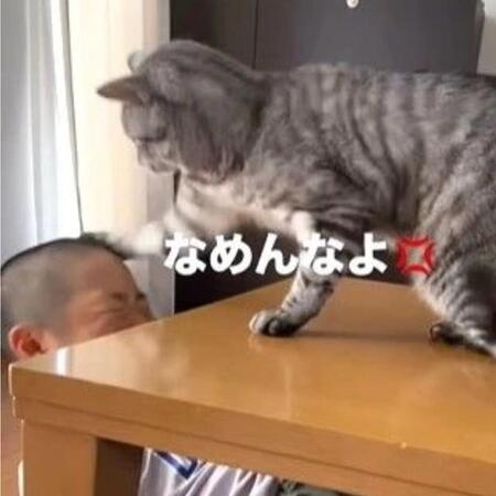 子どもに容赦ない元保護猫「ナメた事は許しません！」小3息子に猫パンチ　なぜ？話を聞いた