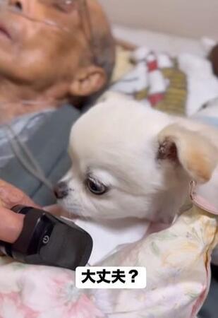 95歳のおじいちゃん、在宅介護に寄り添う犬さん　「見守り隊長」「何かあったら僕がすぐに助けるよ」