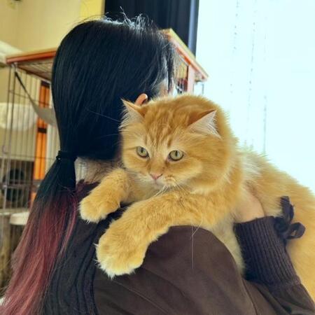 「猫よ、それが同居して4年の答えか」ママとパパ、抱っこされた時のリアクションが違う…！あからさまな態度「なんて分かりやすいw」「主従関係の差」