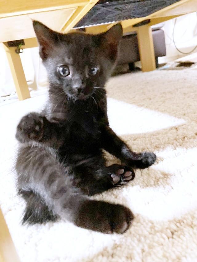 生後1週間で迎えられた黒猫・まつちゃん 4匹中2匹の命を見送った