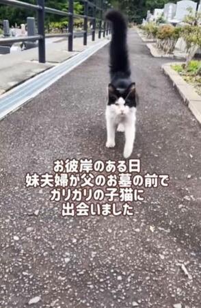 「父のお墓の前でガリガリの子猫に出会った」保護した子猫は人懐っこく天真爛漫「優しいお父様が会わせてくれた」