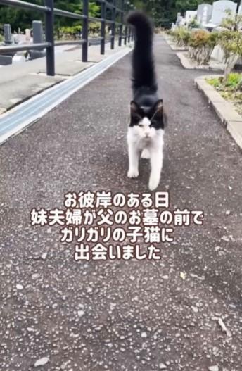 お彼岸のある日、父のお墓の前で出会ったガリガリの子猫（「𝓂𝑒𝑔𝓊𝓂𝒾」さん提供、Instagramよりキャプチャ撮影）