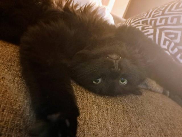 へそ天になってくつろぐひゃくちゃん（画像提供：酸塊ﾅﾂﾒさん）