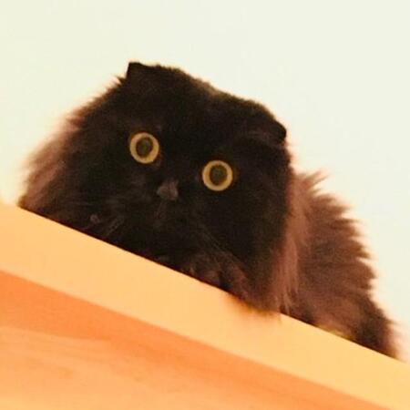 【公開可／12月以降】多頭飼育崩壊から保護された6歳の猫、臆病で怖がりだったころから甘えん坊に大変身！ 家族と育んだ愛の軌跡が尊い