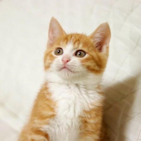 脱走から生還した猫、お腹には「新しい命」の息吹が！生まれた子猫に心奪われ家族に…3年後、イケニャンへと成長　