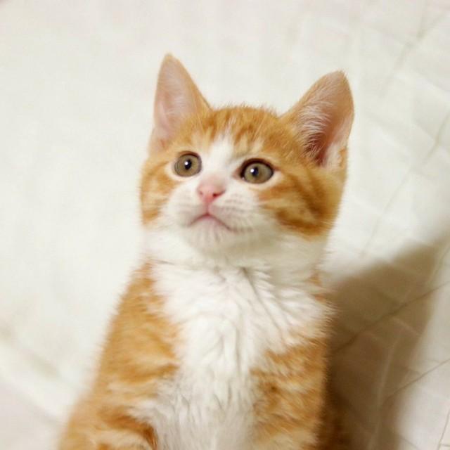 子猫時代、あどけない表情が愛らしいチャイちゃん（画像提供：ぐーチャイママさん）