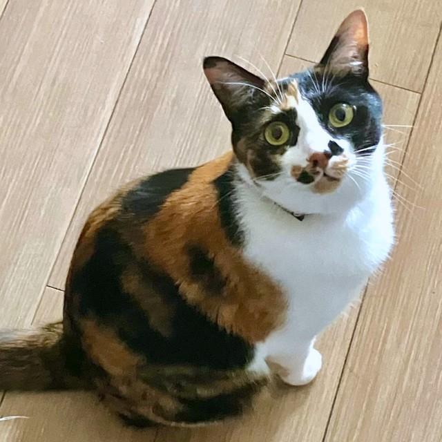 飼い主さんを見上げるもみじちゃん（画像提供：伊藤さんちさん）