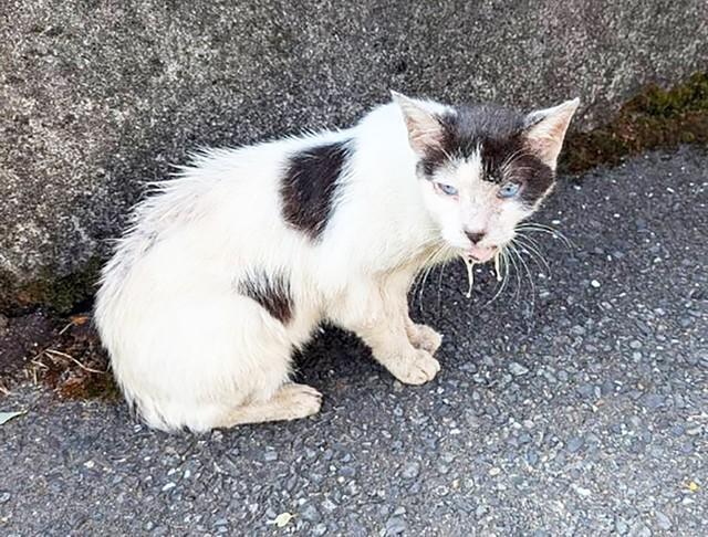 エサをもらっていたリサイクルショップの跡地から離れようとしない1匹の猫