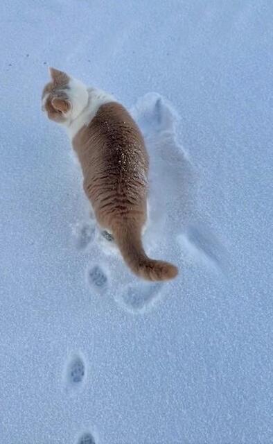 もふもふ猫さんが雪の中でゴロン！見事な「猫拓」にネット感激