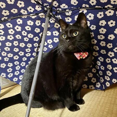 庭に現れた小さな黒猫　弱々しく鳴きながら家に入ってきた　みんなに笑顔と幸せをもたらす家族の中心に