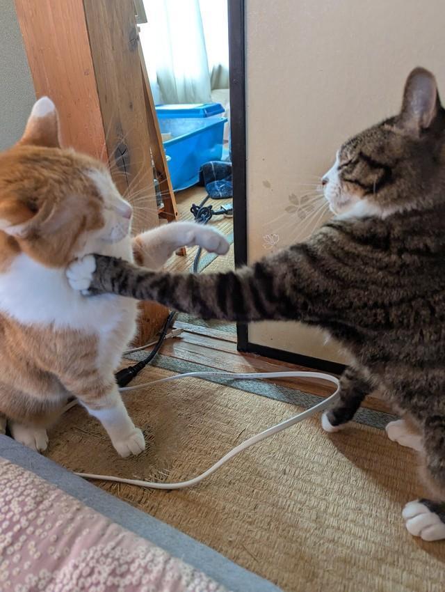 飼い主の枕元で愛猫たちが大げんか！左ストレートにネット興奮（ふみさん提供）