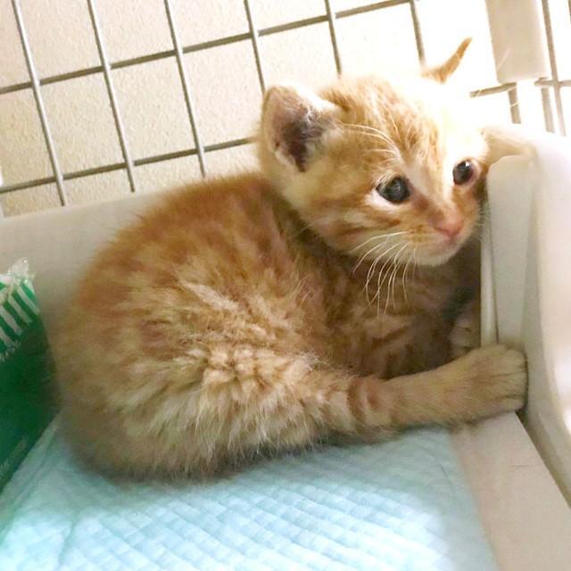 お迎え当時、ケージのなかで不安げな表情を浮かべながらじっとするおむぎちゃん（画像提供：おむぎちゃんさん）