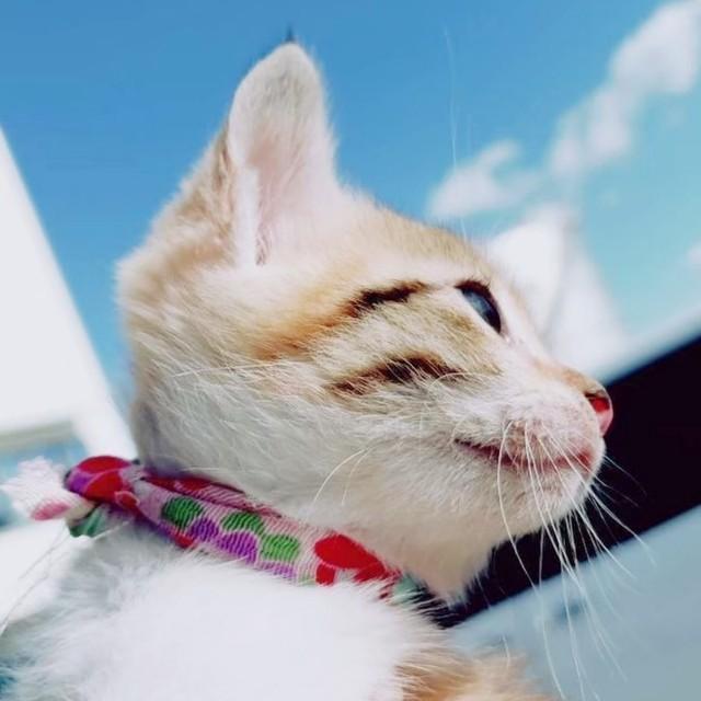 青空がよくにあう華ちゃん（画像提供：三毛猫の華ちゃんさん）