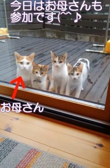 自宅の庭にやって来た親子猫たち(「Kawa Nori」さん提供、Instagramよりキャプチャ撮影）