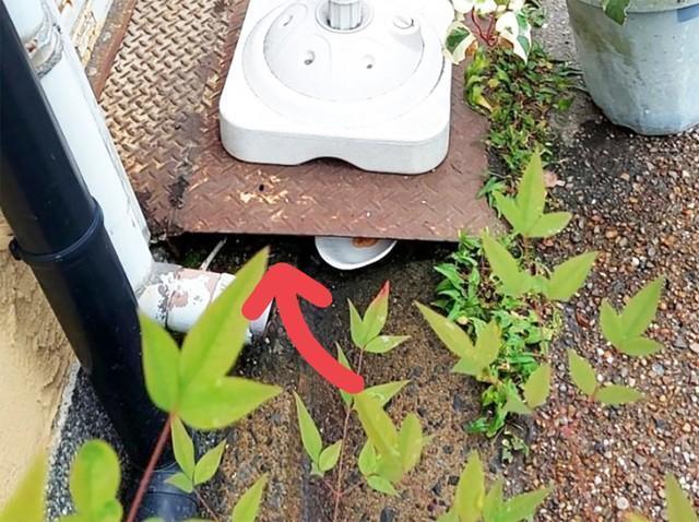 商店の店先の鉄板の奥に子猫が入り「ミャーミャー」と鳴いていました