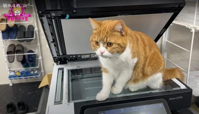 コピー機のスキャナ部分に乗っかるタマ王くん(「タマ王 TAMAO」さん提供、YouTubeよりキャプチャ撮影)
