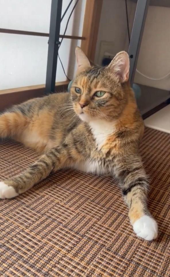 ししまるちゃんは女の子