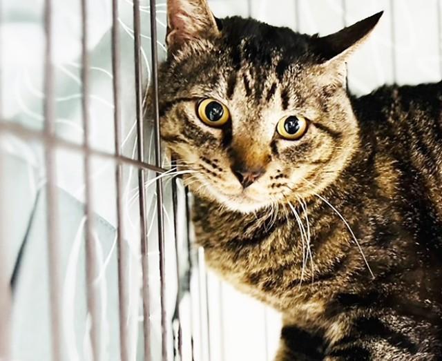 ケージの中でもジッとしていられる我慢強い姿も見せてくれます