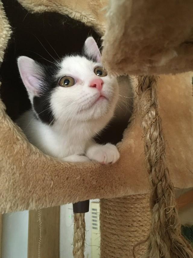 キャットタワーのお部屋からひょっこり顔をのぞかせるこまちちゃん（画像提供：こまちさん）