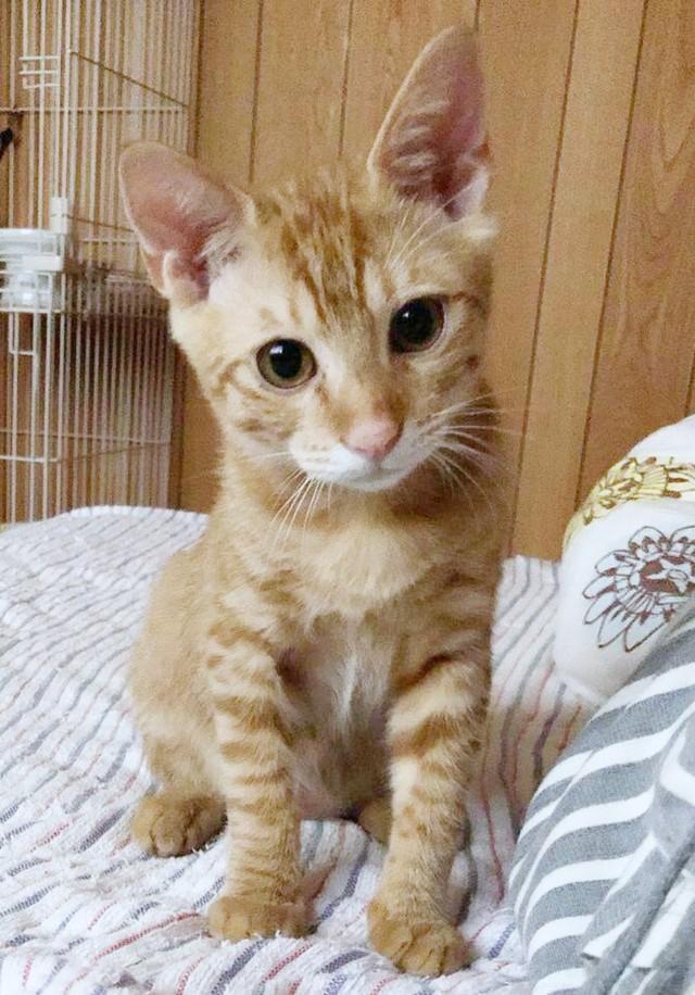 保護当時のじんくん。あどけない表情がキュートです（画像提供：保護猫のじん君さん）