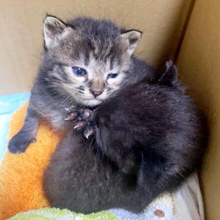 「連れて帰れば一緒に暮らすしかない」と決めた覚悟 まもなく妻となるパートナーと保護した、手のひらに乗るほど小さな命 2匹が教えてくれた絆のかたち