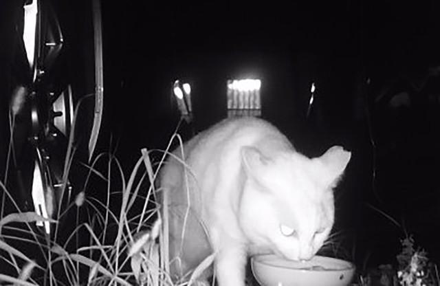 夏のある朝にベランダから姿を消した白猫さん