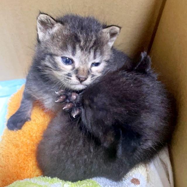 お迎え当時、ぴったりとくっ付いていたたけしちゃん（左）ともろこしちゃん（右）（画像提供：たもちゃんずさん）