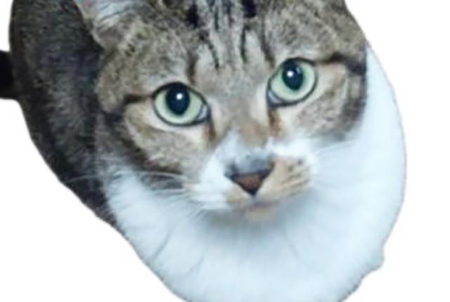 飼い主さんの隙を見て外へ出てしまったメス猫・ももちゃん