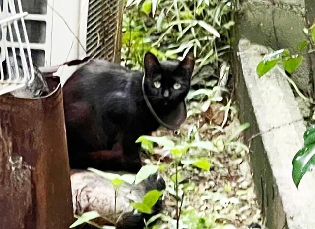 関西エリアのとある住宅街で暮らす外猫さんにジョウロの蓋が巻き付いていました