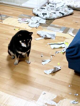 イタズラの“犯行現場”を押さえられた柴犬、うなだれて反省していると思いきや!? リアクションに爆笑「やりきった顔してる」「誇らしげ」