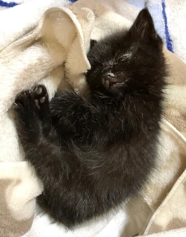 保護当時、とても小さかったジジちゃん（画像提供：くろねこのじじさん）