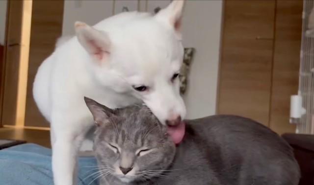 櫻子ちゃんが猫の鈴ちゃんをペロペロと舐め始めました（画像提供：しろろさん）