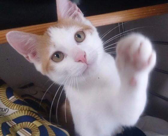 子猫時代、あどけない表情がキュートなチャコちゃん（画像提供：チャコママさん）